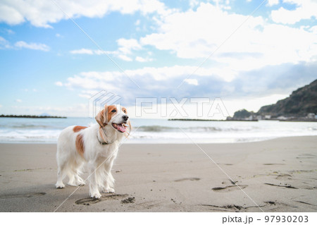 青空の下砂浜で楽しそうにするコーイケルホンディエ 97930203