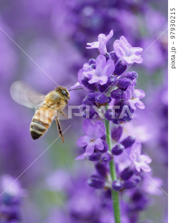 ラベンダーに集まるミツバチのイメージ 97930215