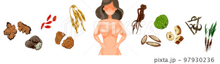 女性の悩みに役立つ漢方生薬の手描き水彩風イラスト 97930236