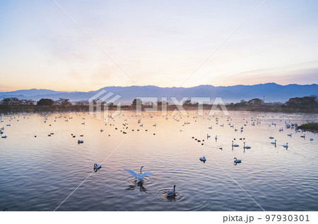 新潟　朝の瓢湖 97930301
