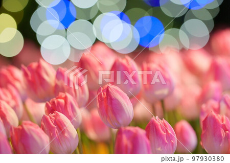 ピンクのアイスチューリップとイルミネーション 97930380