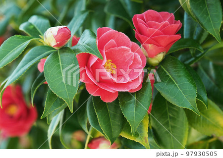 ツバキ(椿：Camellia) 97930505