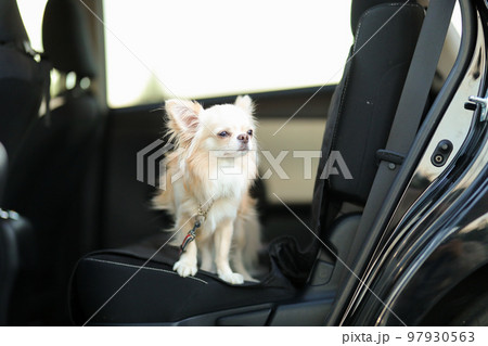 ドアを開けた状態の車内の後部座席にたたずクリーム色のロングコートチワワ 97930563