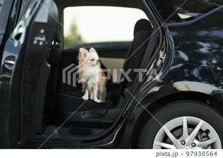 ドアを開けた状態の車内の後部座席にたたずクリーム色のロングコートチワワ 97930564