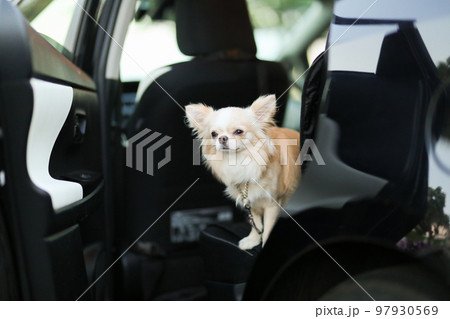 ドアを開けた状態の車内の後部座席にたたずクリーム色のロングコートチワワ ドアを開けた状態の車内の後部座席にたたずクリーム色のロングコートチワワ 97930569