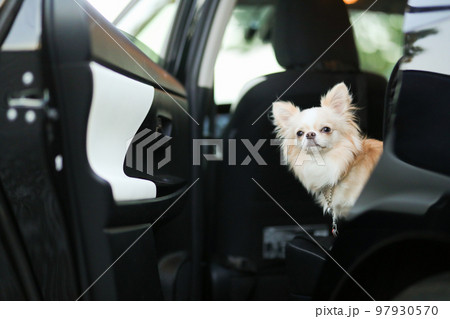 ドアを開けた状態の車内の後部座席にたたずクリーム色のロングコートチワワ 97930570
