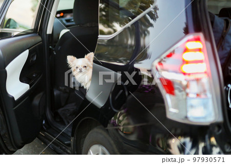 ドアを開けた状態の車内の後部座席にたたずクリーム色のロングコートチワワ 97930571