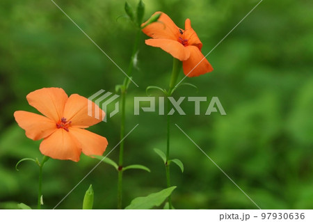 フシグロセンノウ　山野草　オレンジ色の花　自然の緑背景 97930636