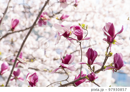 マグノリア 桜 蘭 97930857