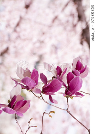 マグノリア 桜 蘭 97930859