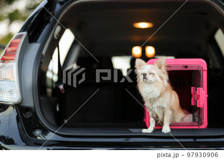 車の荷室に置かれたピンクのゲージ内にいるロングコートチワワ 97930906
