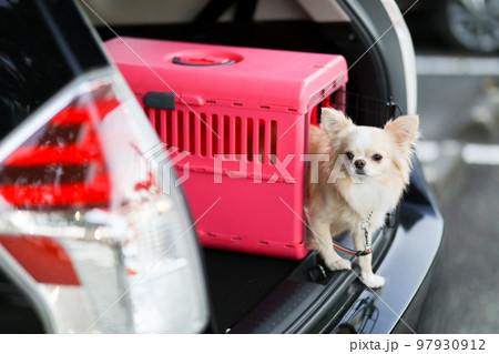 車の荷室に置かれたピンクのゲージ内にいるロングコートチワワ 車の荷室に置かれたピンクのゲージ内にいるロングコートチワワ 97930912