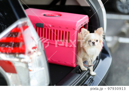 車の荷室に置かれたピンクのゲージ内にいるロングコートチワワ 97930913