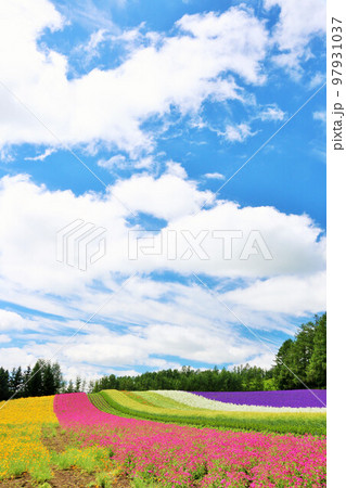北海道　青空の富良野　綺麗な花畑 97931037