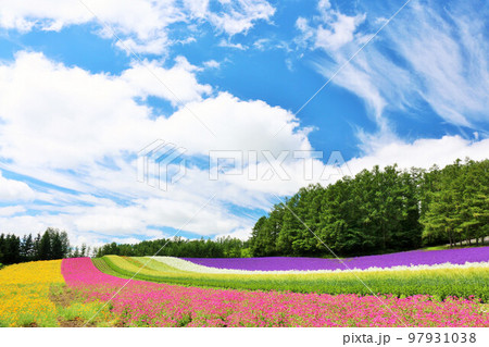 北海道　青空の富良野　綺麗な花畑 97931038
