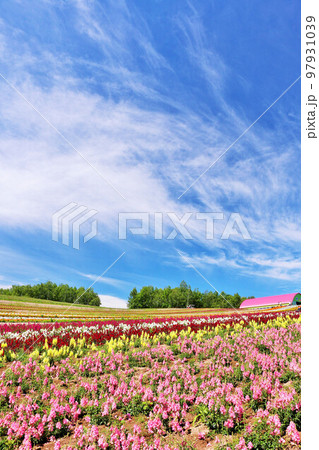 北海道　夏の青空　綺麗な四季彩の丘 97931039