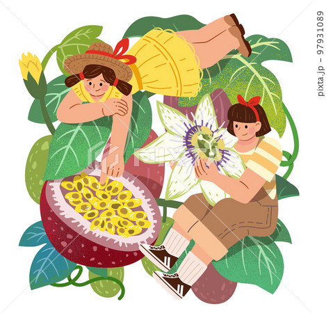 Drawing of passion fruit and girls 97931089