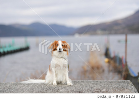湖畔の波止場で正面を向いておすわりをするコーイケルホンディエ 97931122
