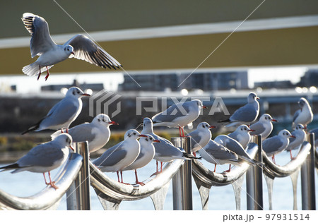 お気に入りスポット 97931514