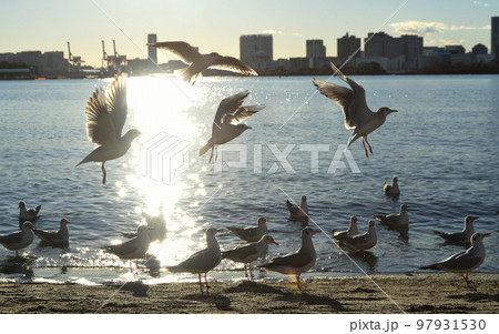 入り江のカモメ 入り江のカモメ 97931530