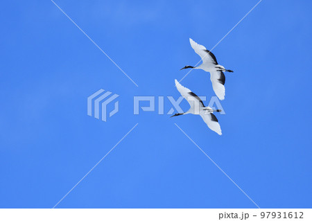 タンチョウ、快晴、釧路、北海道 97931612