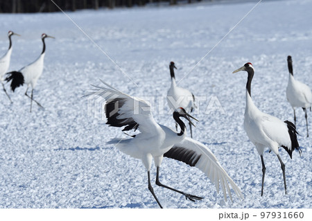 タンチョウ、快晴、釧路、北海道 97931660
