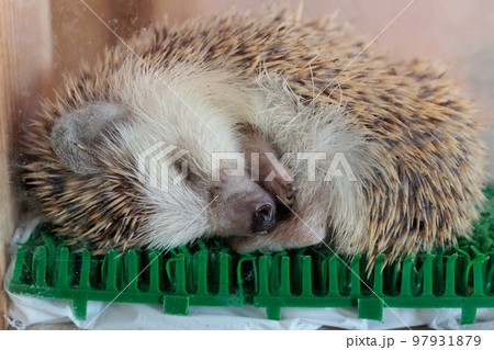 ハリネズミ　浜松市動物園　はまZOO 97931879