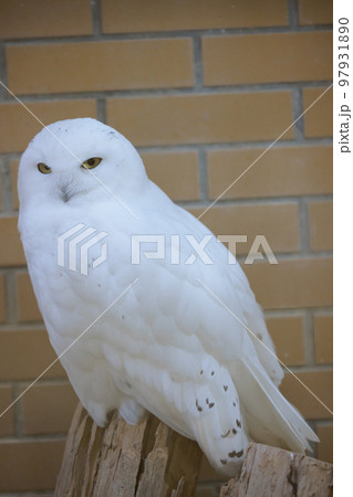 シロフクロウ 浜松市動物園 はまZOO シロフクロウ 浜松市動物園 はまZOO 97931890