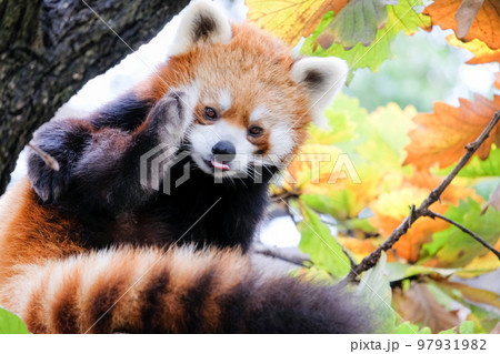 レッサーパンダ 97931982