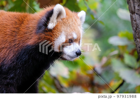 レッサーパンダ 97931988