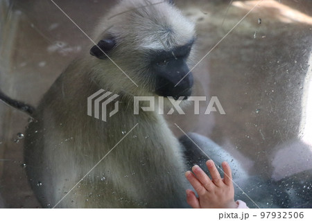 ときわ動物園、宇部、山口県 97932506
