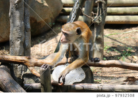 ときわ動物園、宇部、山口県 97932508