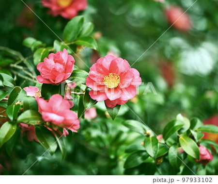 サザンカ　(山茶花：Camellia sasanqua) 97933102