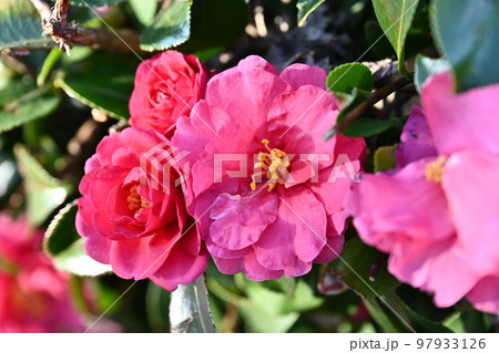 サザンカ　(山茶花：Camellia sasanqua) 97933126