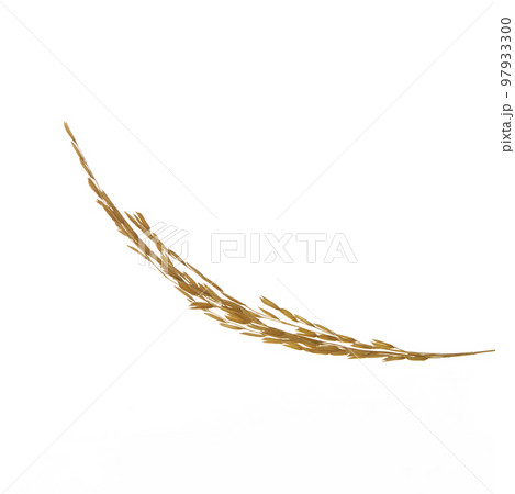Paddy rice on white background 97933300