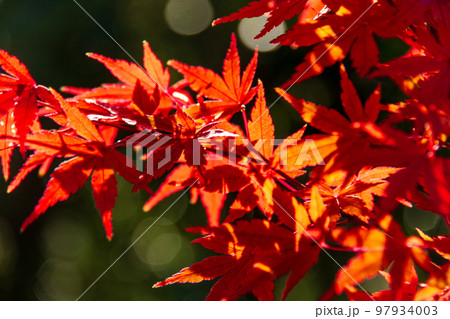 静岡県周智郡森町一宮 小國神社紅葉風景 静岡県周智郡森町一宮 小國神社紅葉風景 97934003