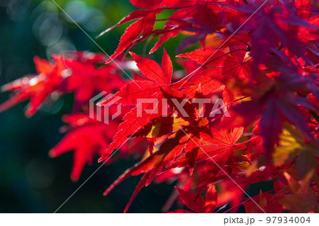 静岡県周智郡森町一宮　小國神社紅葉風景 97934004