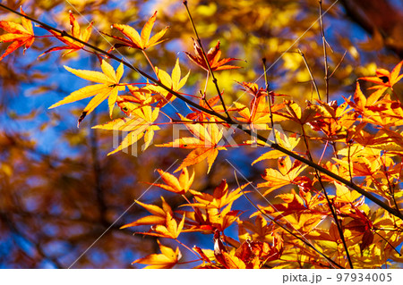 静岡県伊豆市修善寺虹の郷　紅葉と周辺の風景 97934005