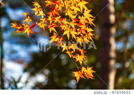 静岡県伊豆市修善寺虹の郷　紅葉と周辺の風景 97934033