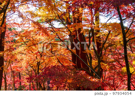 静岡県伊豆市修善寺虹の郷　紅葉と周辺の風景 97934054