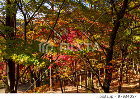 静岡県伊豆市修善寺虹の郷　紅葉と周辺の風景 97934057