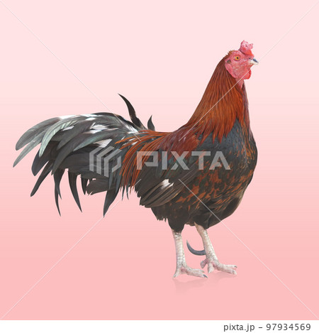 big brown and black chicken standing on pink background, animal, nature, fashion, copy space big brown and black chicken standing on pink background, animal, nature, fashion, copy space 97934569