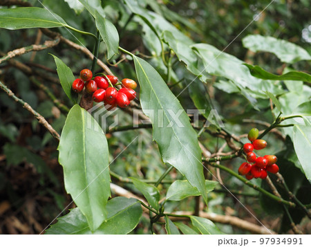 アオキの実 97934991