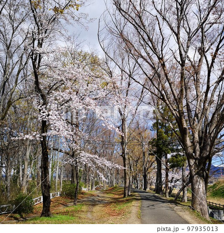 桜 釜無川スポーツ公園 桜 釜無川スポーツ公園 97935013