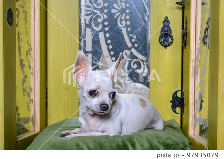 A beautiful small chihuahua dog lies on a green pillow among vintage mirrors in the living room and looks attentively to the side. 97935079