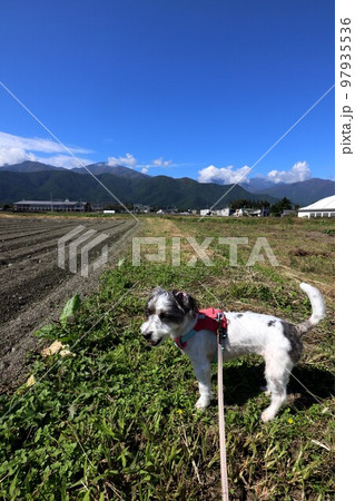 愛犬 97935536
