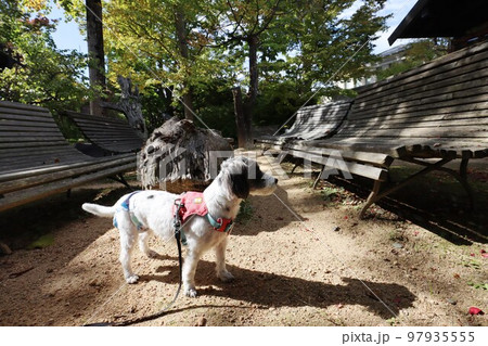 愛犬 97935555