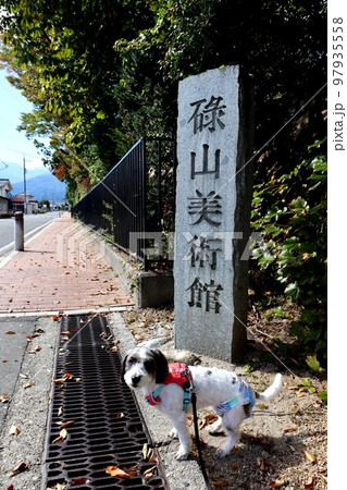 愛犬 愛犬 97935558
