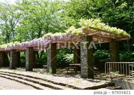 藤沢市フジロード　大庭城址公園の満開の藤棚と散策路 97935821