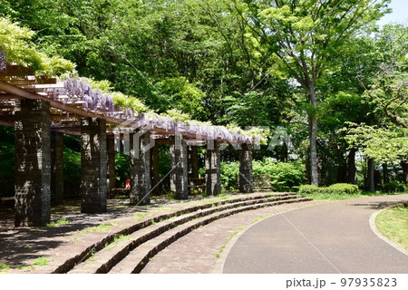 藤沢市フジロード 大庭城址公園の満開の藤棚と散策路 藤沢市フジロード 大庭城址公園の満開の藤棚と散策路 97935823